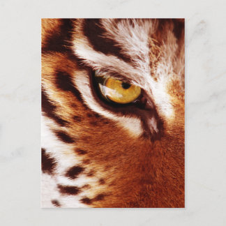 Carte Postale La photo des yeux du tigre