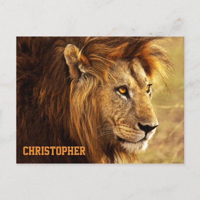 Carte Postale La photo Noble Lion (Devant)