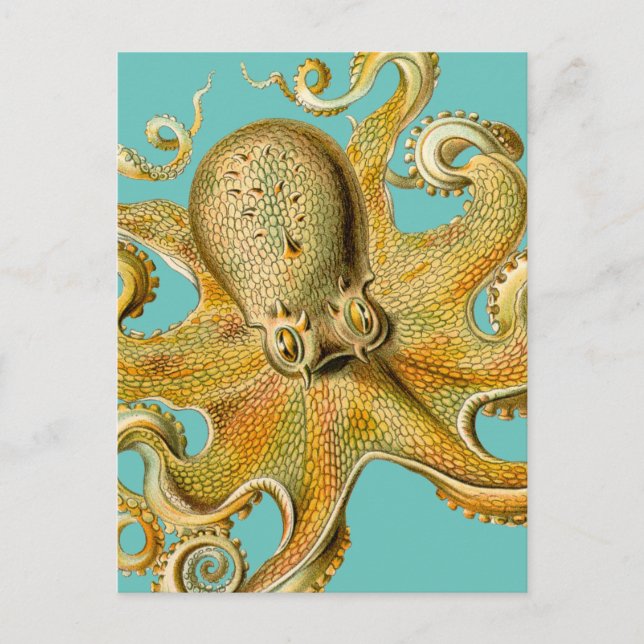 Carte Postale La pieuvre d'Ernst Haeckel (Devant)