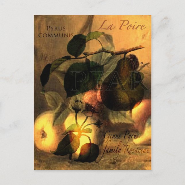 Carte Postale La Poire #1 (Devant)