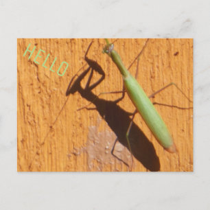 Carte Postale La prière Mantis Silhouette