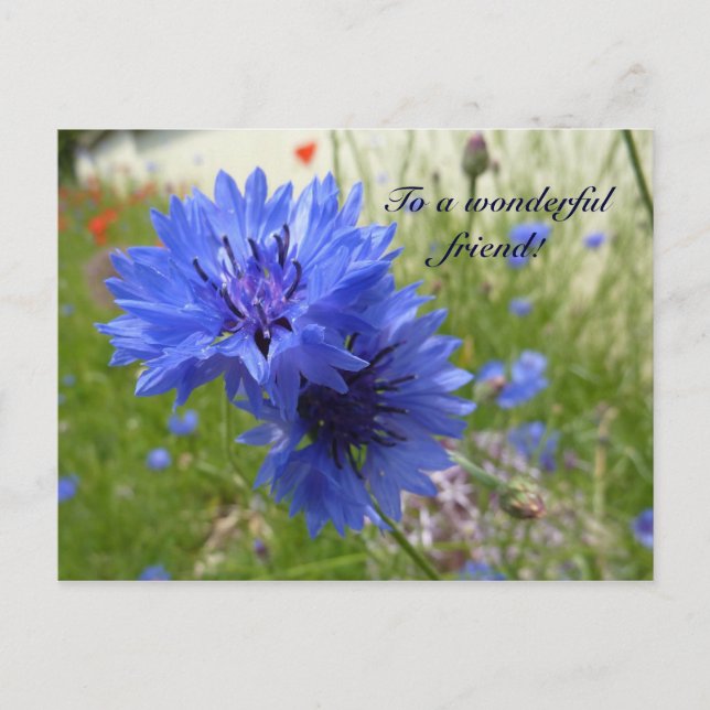 Carte Postale La puissance de Cornflower ! (Devant)