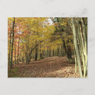 Carte Postale La récolte d'automne Thanksgiving