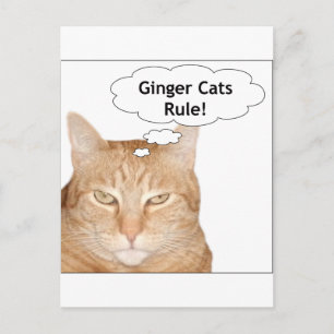Carte Postale La règle des chats de gingembre !