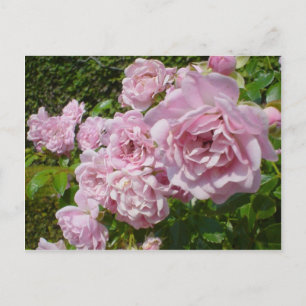 Carte Postale La Reine De Suède Roses