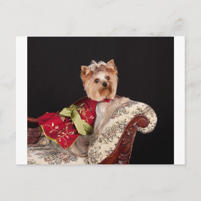 Carte Postale La reine Yorkie (Devant)