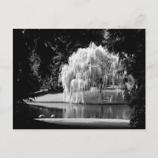 Carte Postale La réserve de Bloedel (Devant)