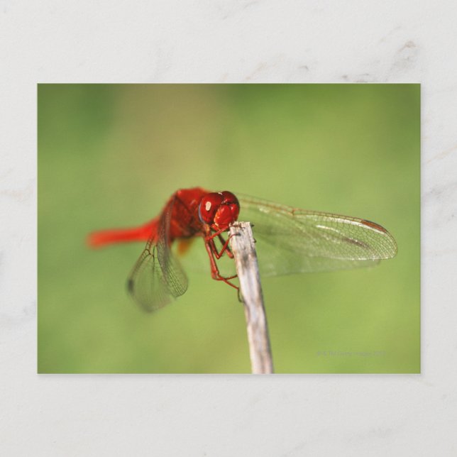 Carte Postale La réserve naturelle de Thomas Baines, Eastern Cap (Devant)