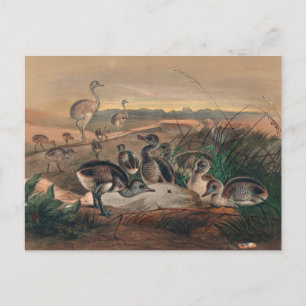 Carte Postale La rhée américaine par Joseph Wolf