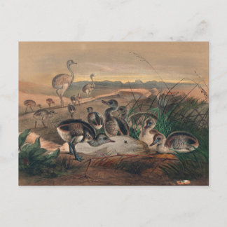 Carte Postale La rhée américaine par Joseph Wolf
