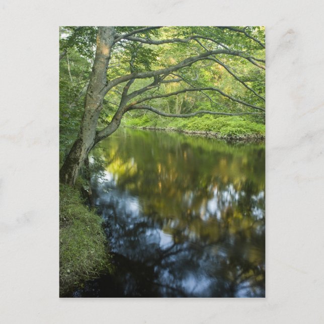 Carte Postale La rivière Taunton à Bridgewater, (Devant)