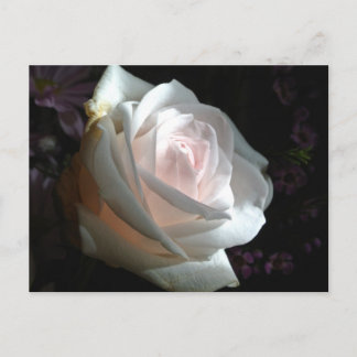 Carte Postale La Rose Blanche