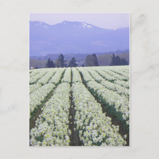 Carte Postale La route du paradis