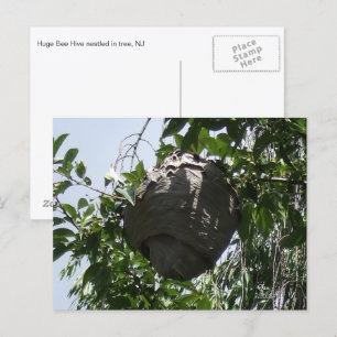 Carte Postale La ruche d'abeilles Hornet Nichée dans l'arbre