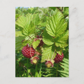 Carte Postale La salmonberry sur l'île de l'Unalaska