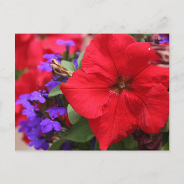 Carte Postale La Société Rouge & Violet (Devant)