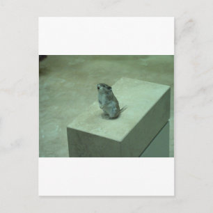 Carte Postale La souris tueuse (Onychomys leucogaster) hurle !