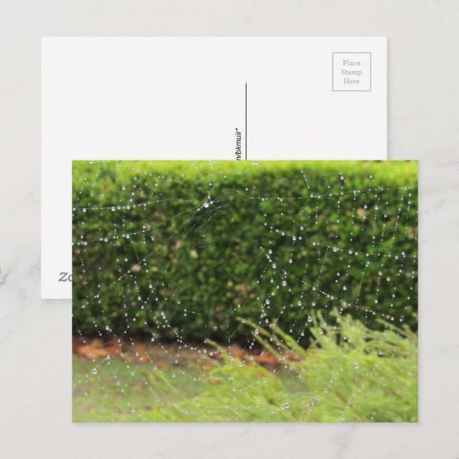 Carte postale - La toile de la nature (Devant / Derrière)