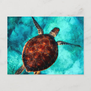Carte Postale La tortue de mer dans l'eau de l'océan bleu
