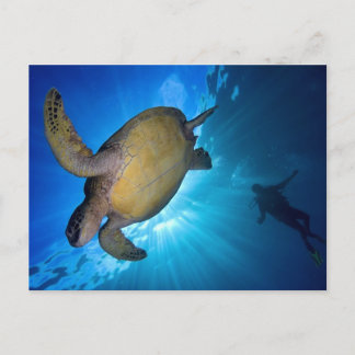 Carte Postale La tortue de mer et le plongeur