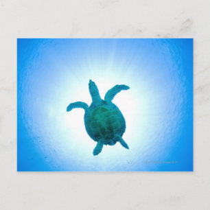 Carte Postale La tortue de mer nageant sous l'eau