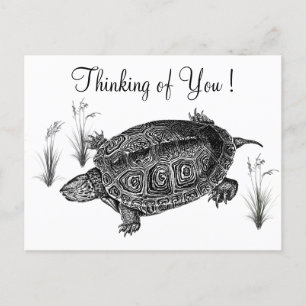 Carte Postale La tortue de mer noire et blanche pense à vous
