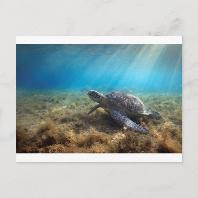 Carte Postale La tortue de mer verte se relaxant sous l'eau (Devant)