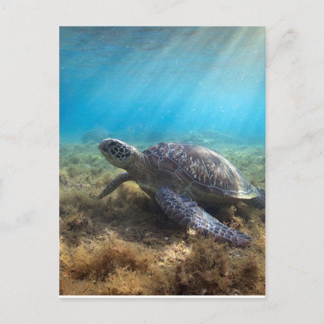 Carte Postale La tortue de mer verte se relaxant sous l'eau (Devant)