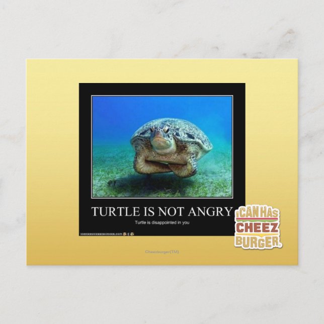 Carte Postale La tortue n'est pas en colère (Devant)