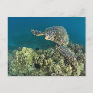 Carte Postale La tortue verte, (Chelonia mydas), est la 2