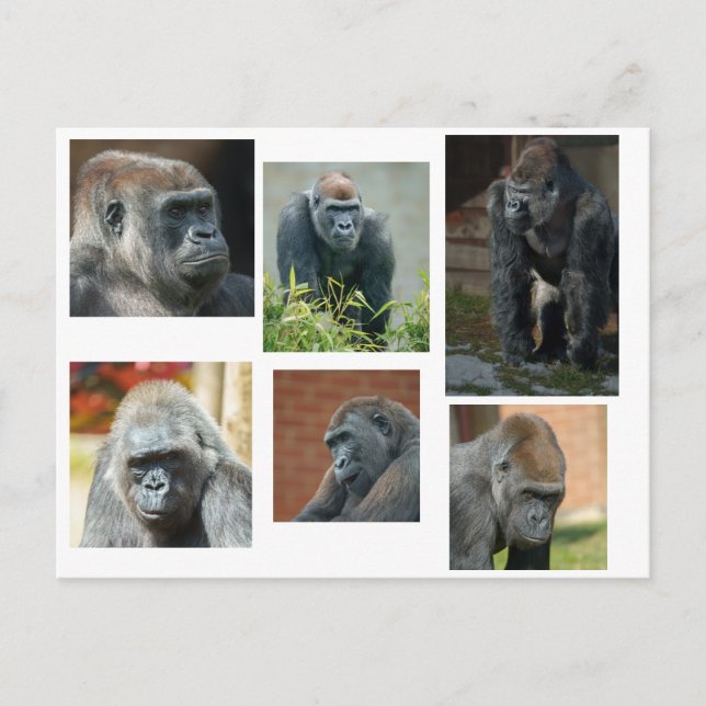 Carte Postale La troupe de Gorilla (Devant)