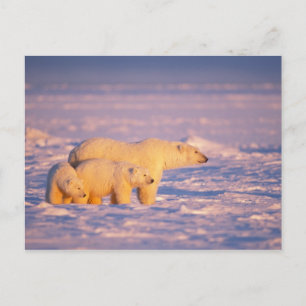 Carte Postale La truie d'ours blanc avec le ressort met bas sur