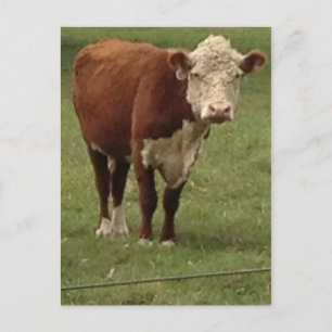 Carte Postale La vache à Hereford indique bonjour