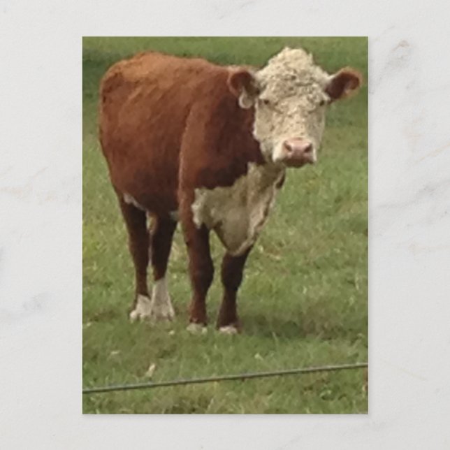 Carte Postale La vache à Hereford indique bonjour (Devant)
