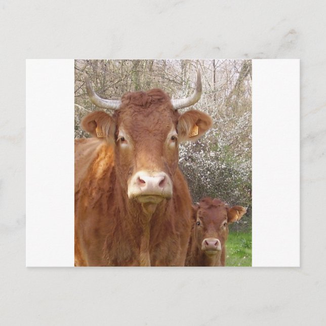 Carte Postale La vache et son veau (Devant)