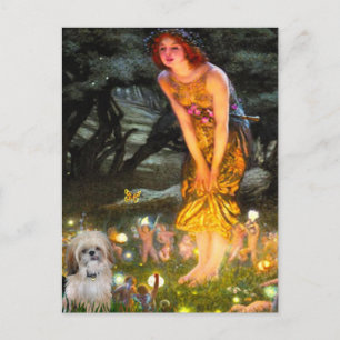 Carte Postale La veille de la Saint-Jean - Shih Tzu (P)