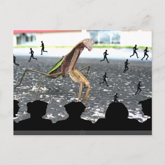 Carte Postale La vengeance des Mantis en prière (Devant)