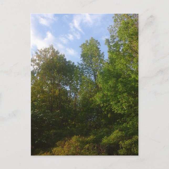 Carte Postale La verdure (Devant)