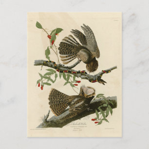 Carte Postale La veuve de Chuck-will - Les oiseaux d'Amérique d'