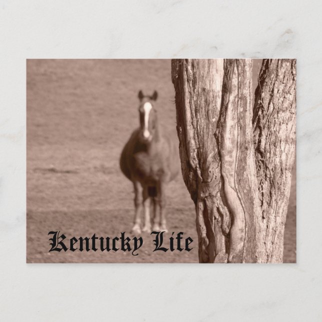 Carte Postale La vie du Kentucky (Devant)