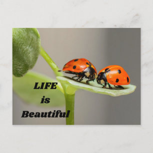 Carte Postale La vie est belle - Ladybug