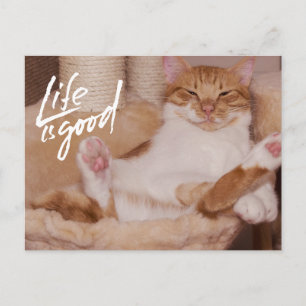 Carte Postale La vie est belle Mignon Drôle Chat Orange 