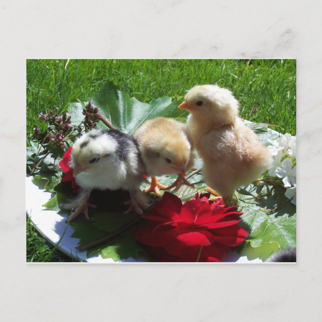 Carte Postale la vie est drôle petits oiseaux (Devant)