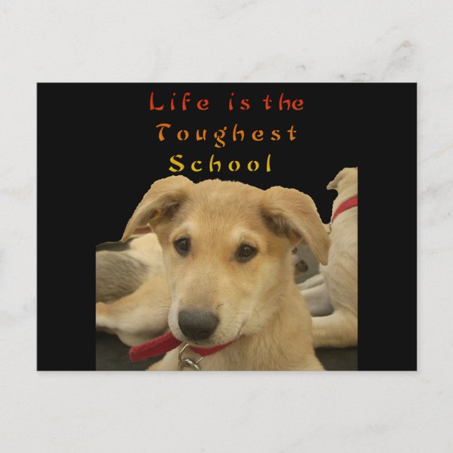 Carte Postale "La vie est l'école la plus difficile" Impression  (Devant)