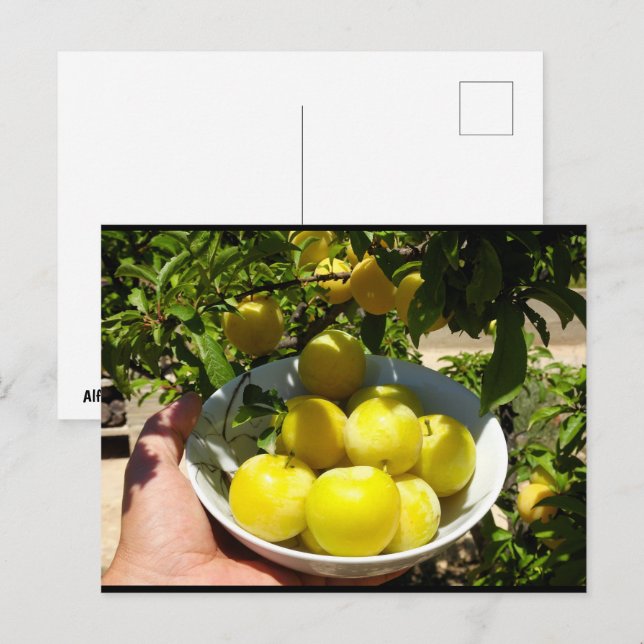Carte Postale La vie est un bol de prunes (Devant / Derrière)
