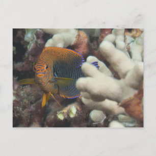 Carte Postale La vie sous-marine; POISSON : Un portrait d'un Pot
