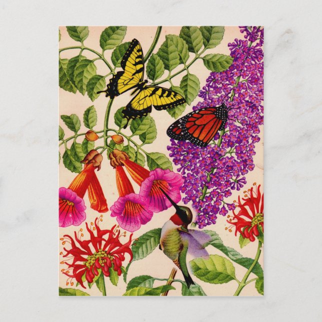 Carte Postale la vigne à trompette, le buisson à papillon et le  (Devant)