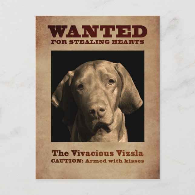 Carte Postale La Vivace Vizsla (Devant)