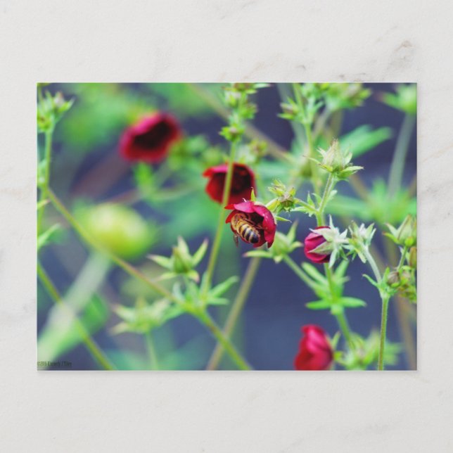 Carte Postale L'abeille à la fleur rouge (Devant)