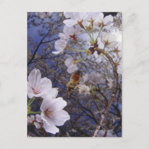 Carte Postale L'abeille approchant les fleurs de cerisiers, vue
